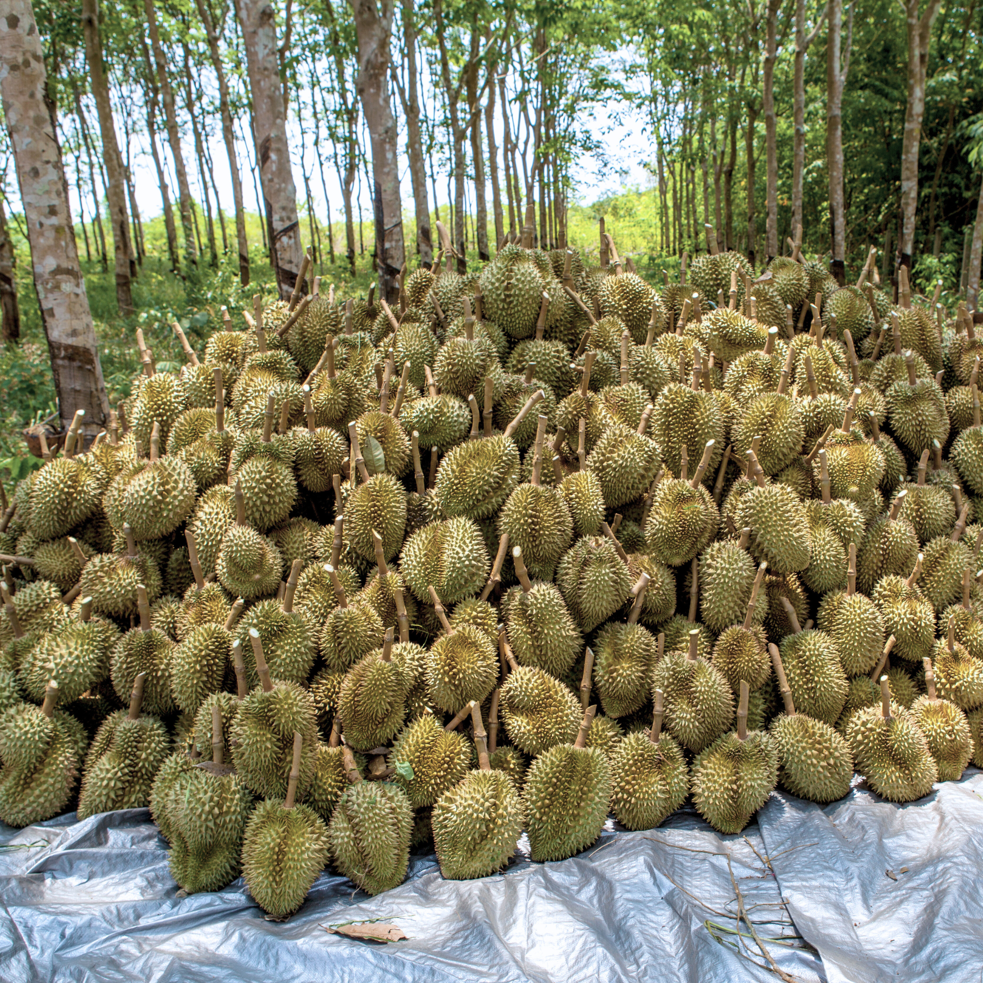 Bio Organic Fertilizer For MP